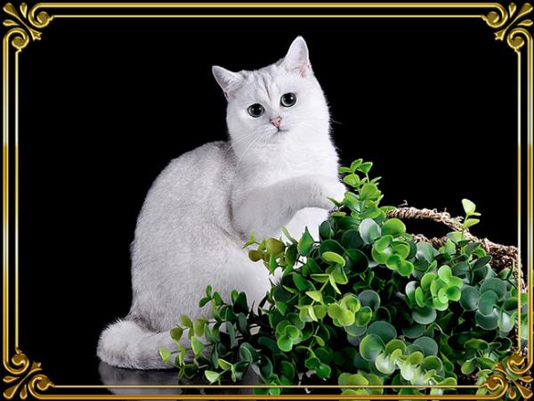 Elit Cattery кошки британцы серебро