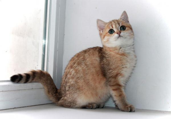 Elit Cattery кошки британцы золото