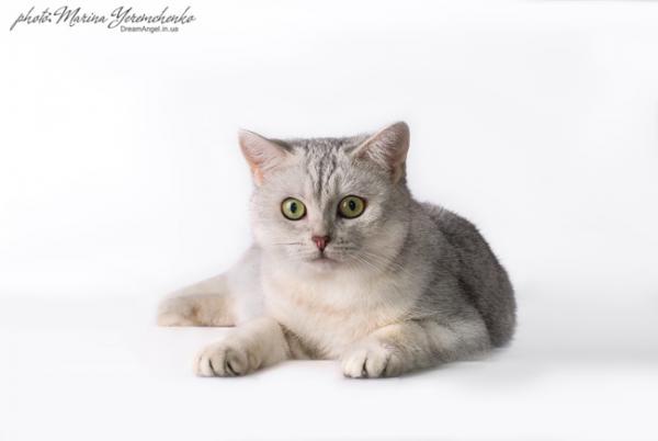 Elit Cattery британские кошки серебро