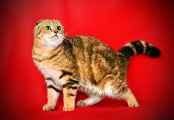 Elit Cattery Scottish cat female