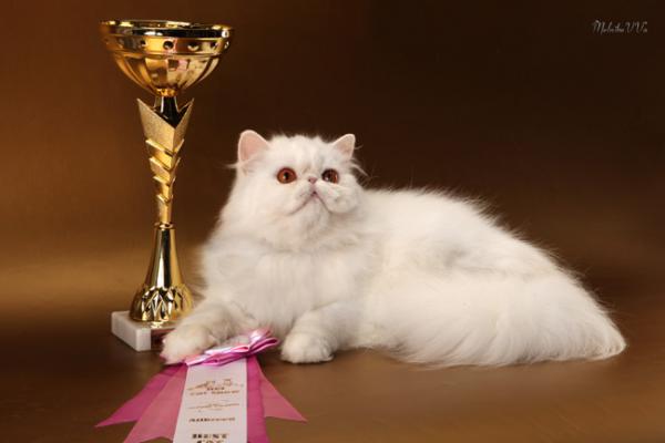 Elit Cattery Persian cat female