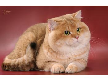 Elit Cattery питомник британских кошек