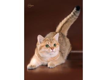 Elit Cattery питомник британских золотых кошек