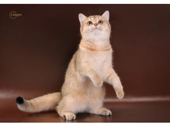 Elit Cattery питомник британских золотых кошек