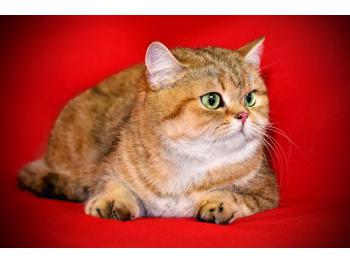 Elit Cattery British cat gold breed