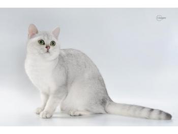 Elit Cattery British cat silver breed