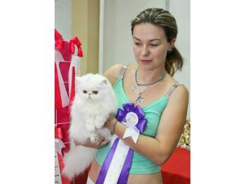 Elit Cattery кошки персы