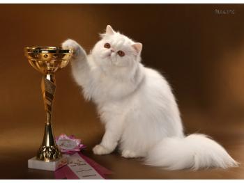 Elit Cattery кошки персы