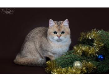 Elit Cattery питомник золотых британских кошек,продажа золотых британцев 