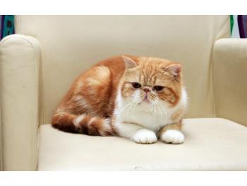 Elit Cattery золотые шотландские кошки, хайленды 