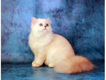 Elit Cattery cattery British long-haired 